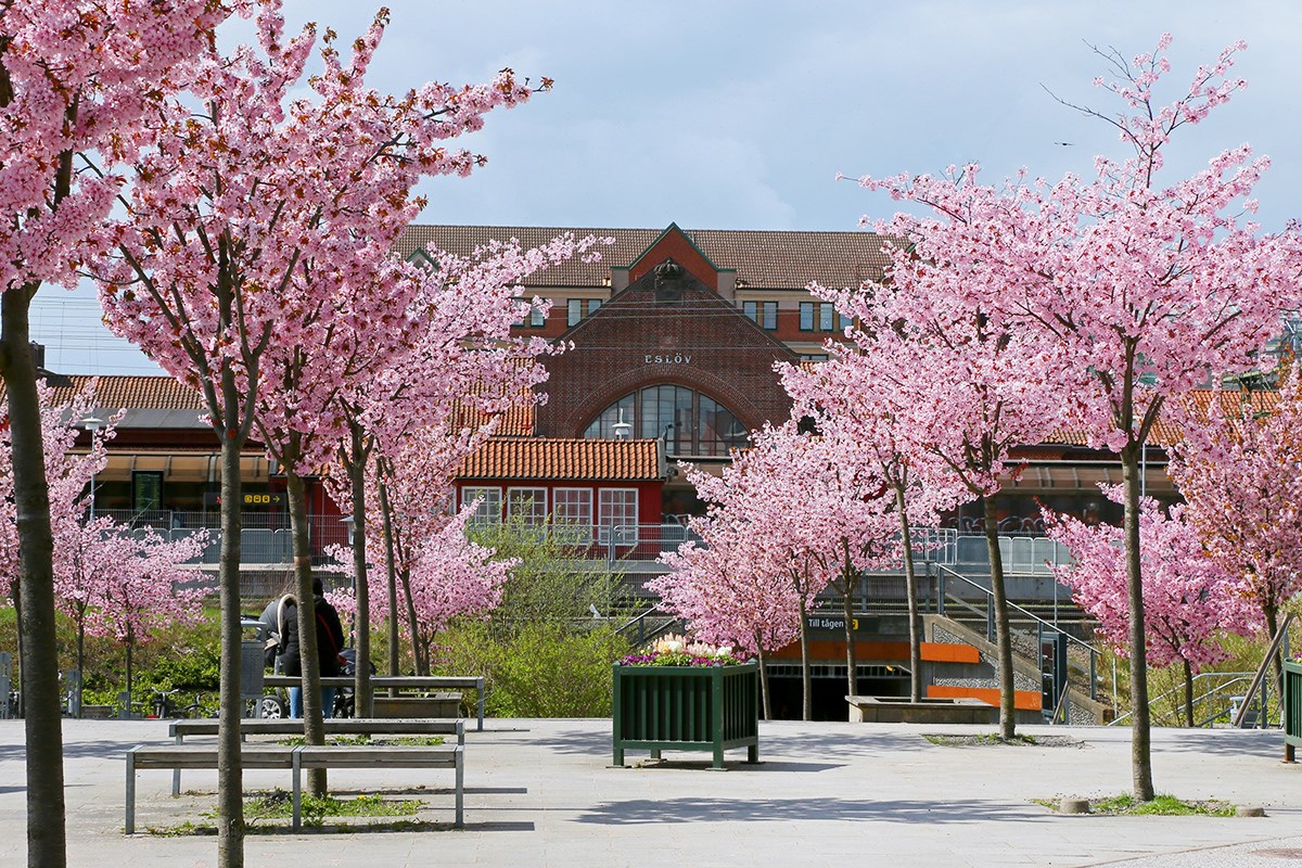 Blommande körsbärsträd framför Eslövs station